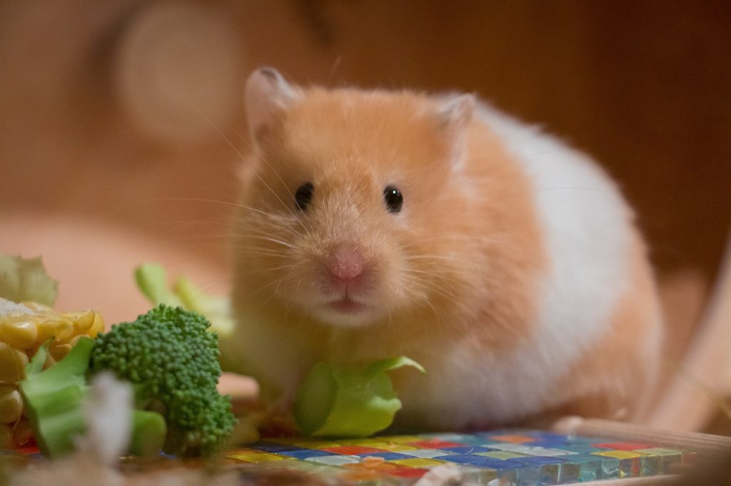 Espèces de hamsters : ces races de hamsters conviennent comme animaux ...