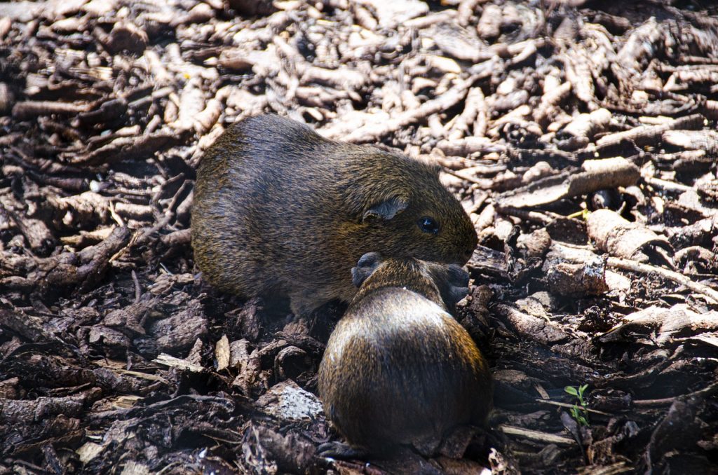 Espérance de vie d'un hamster quel est son âge ? BioTour — free download